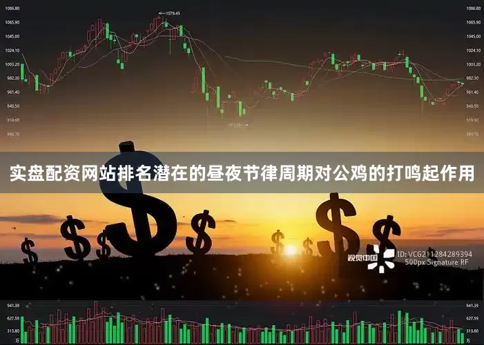 实盘配资网站排名潜在的昼夜节律周期对公鸡的打鸣起作用